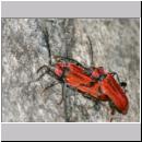 Pyrrhidium sanguineum - Rothaarbock 01a 10mm.jpg